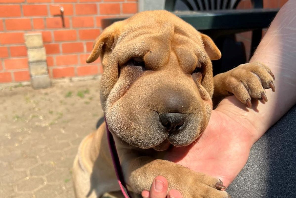 Shar Pei Hündin aus dem Tierheim Bergheim (NRW)