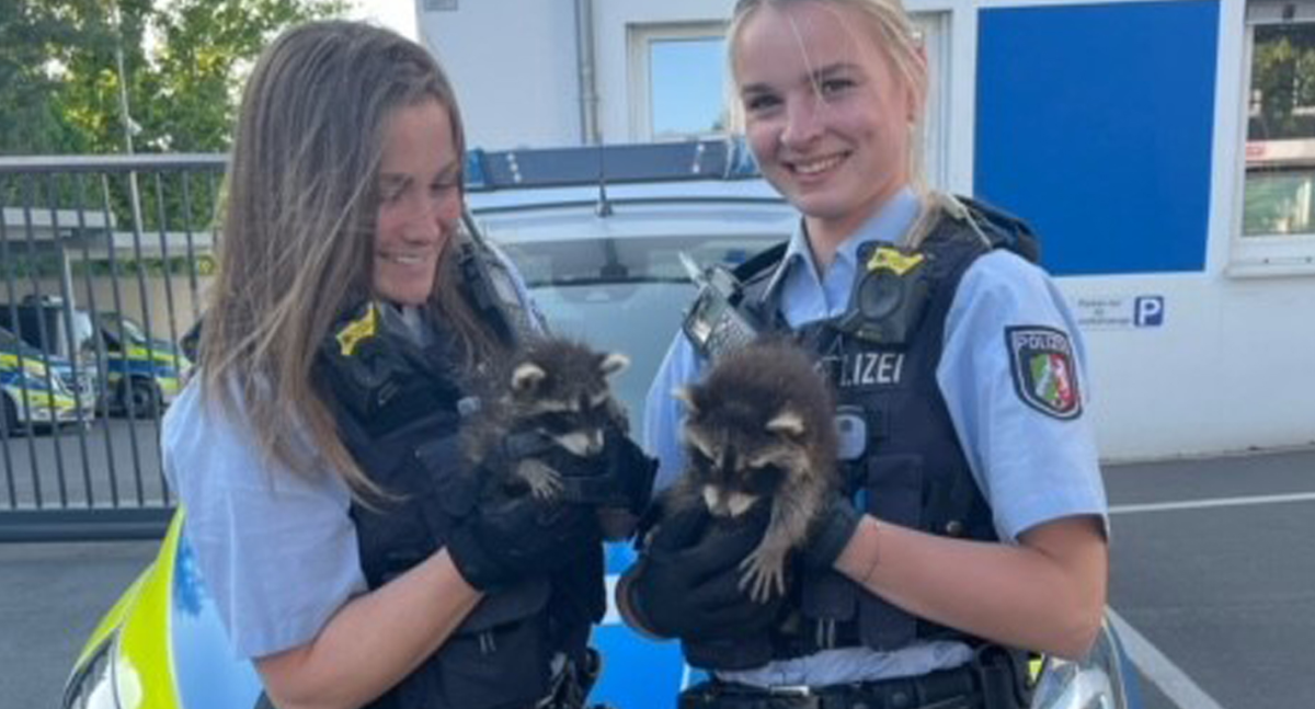 Waschbär Polizei nrw