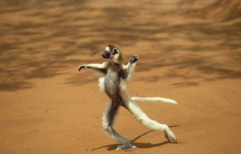 Ein Affe läuft aufrecht auf seinen Hinterbeinen durch die Natur.