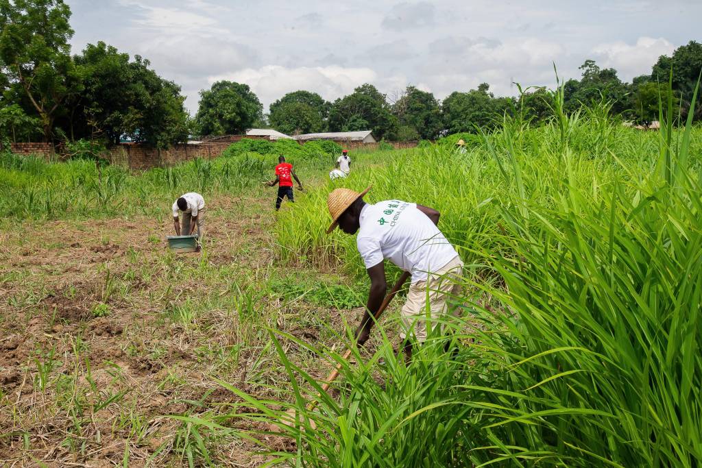 Arbeiter säen Gras auf einer landwirtschaftlichen Nutzfläche.