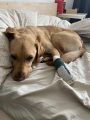 MÃ¼lheim an der Ruhr: Hund wird schwer durch Glasscherbe verletzt. Die Besitzerin fordert jetzt RÃ¼cksicht.