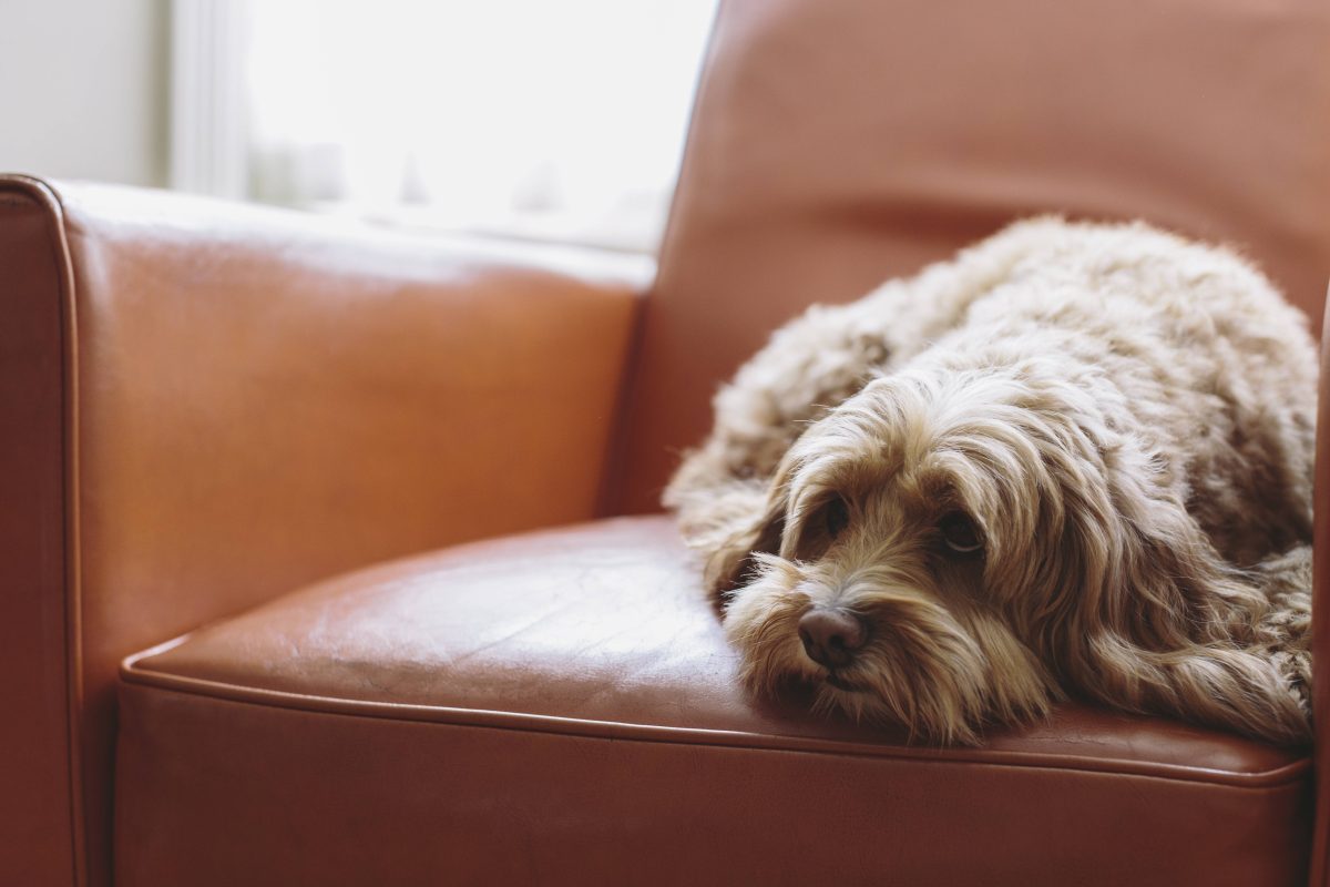 kleiner Hund liegt auf Sessel