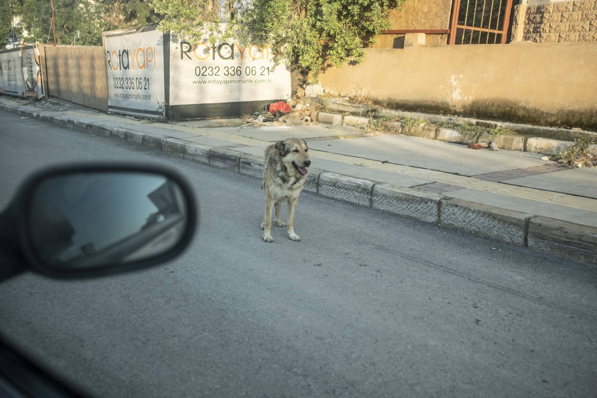 Hund auf der Straße
