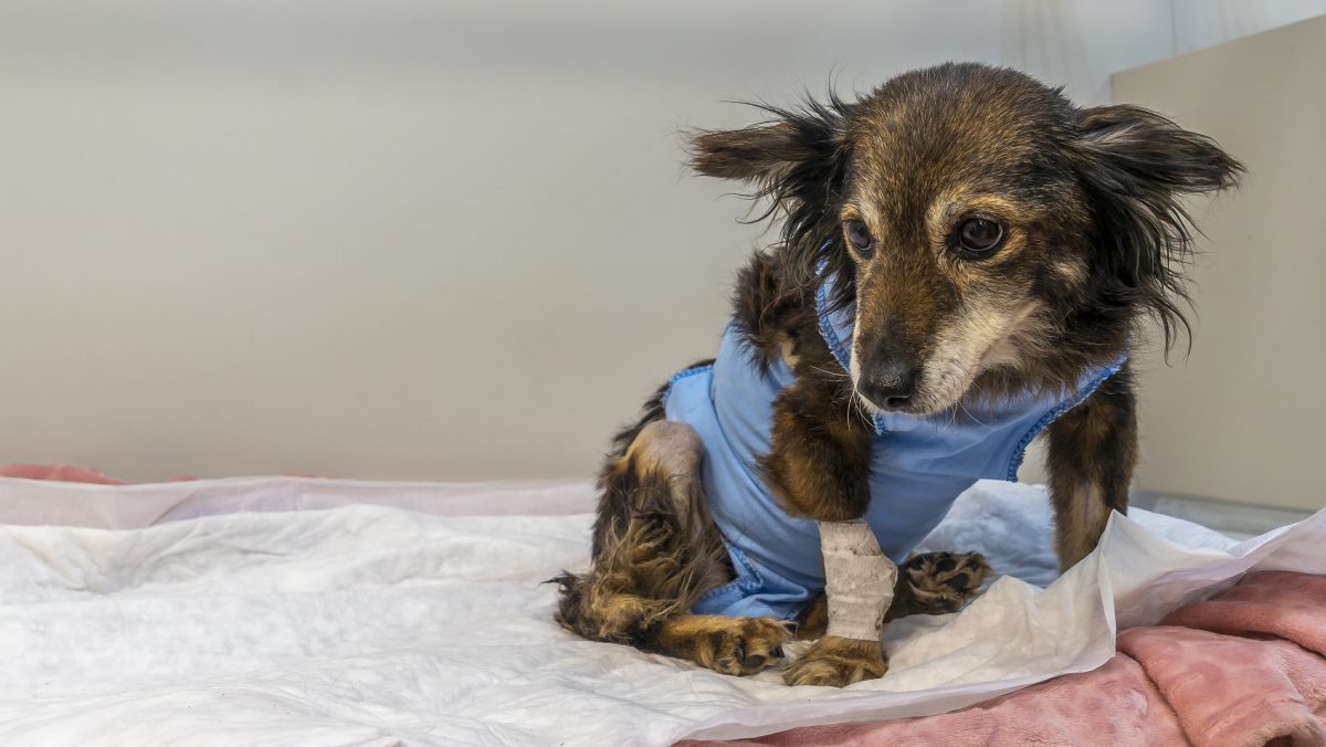 Hund in NRW: Was Tierschützer auf Röntgenbildern entdecken, erschüttert sie zutiefst