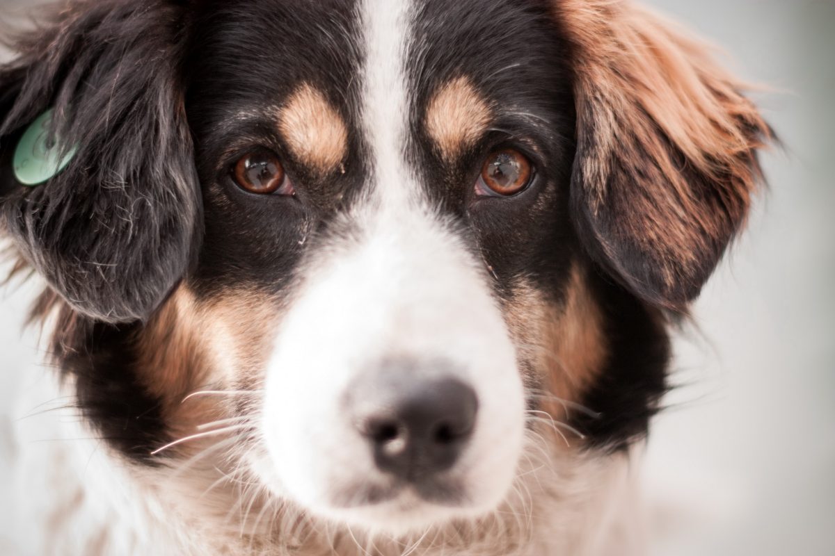 Tierheim Duisburg teilt schmerzhaftes Hunde-Schicksal – „Mistdinger“