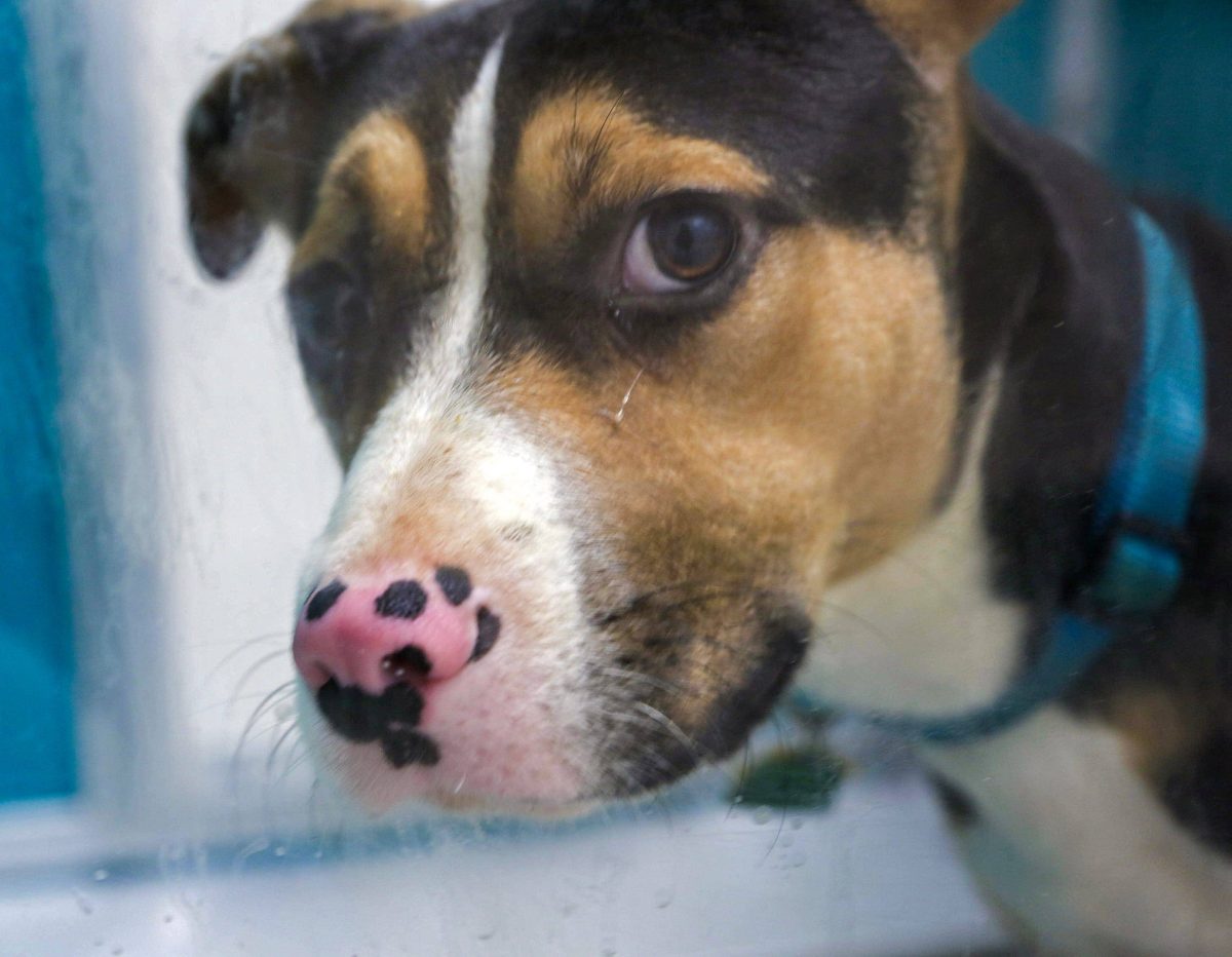 Hund in Gelsenkirchen wird von seinem Besitzer geschlagen und gewürgt. Polizei entzieht ihm den Hund.