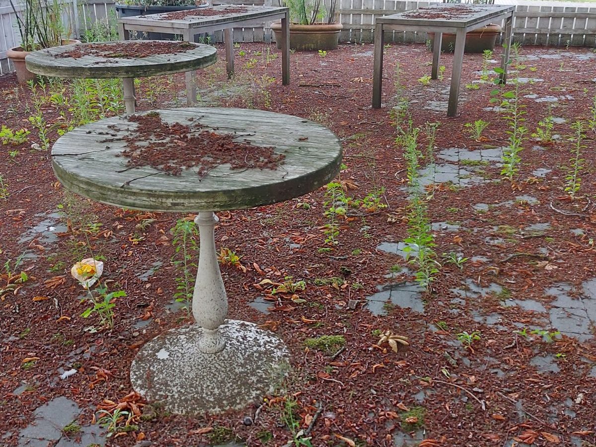 Gelsenkirchen: Der Biergarten Rottmann verkam nach der Corona-Pandemie zum Lost Place. Jetzt wird mithilfe der Stadt ein das neue Restaurant 