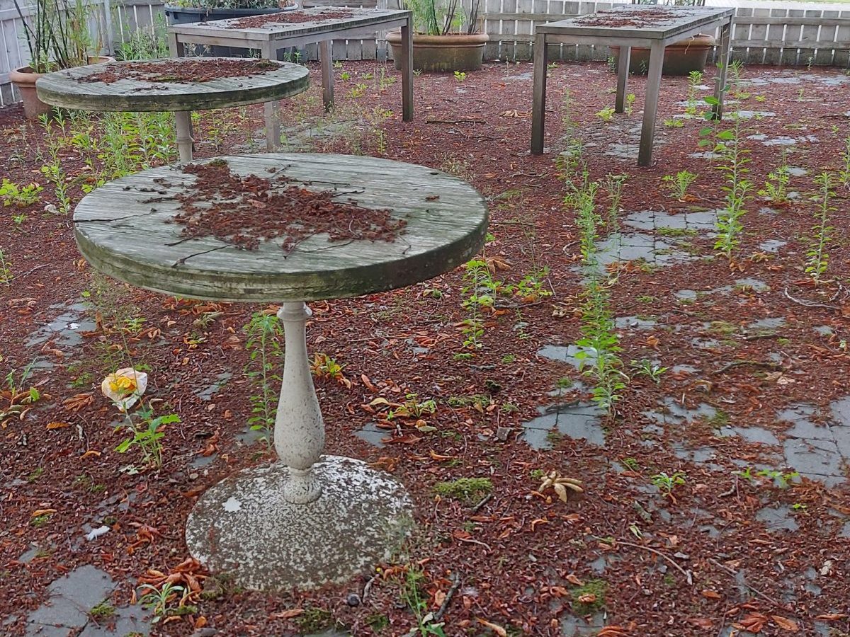 Gelsenkirchen: Der Biergarten Rottmann verkam nach der Corona-Pandemie zum Lost Place. Jetzt wird mithilfe der Stadt ein das neue Restaurant "Fidalgo" eröffnen.