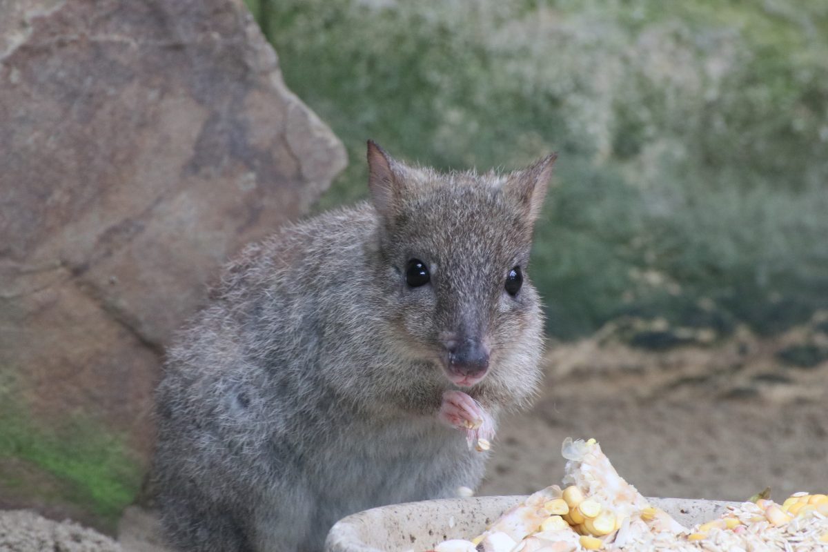 Zoo Duisburg total aus dem Häuschen – plötzlich kommt Bewegung ins Gehege