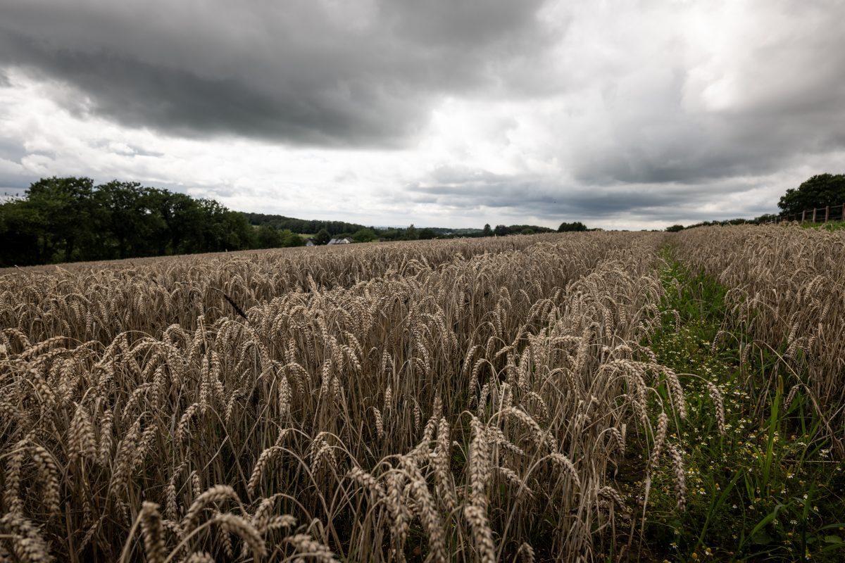 Getreidefeld in NRW mit dunklem Wolkenhimmel