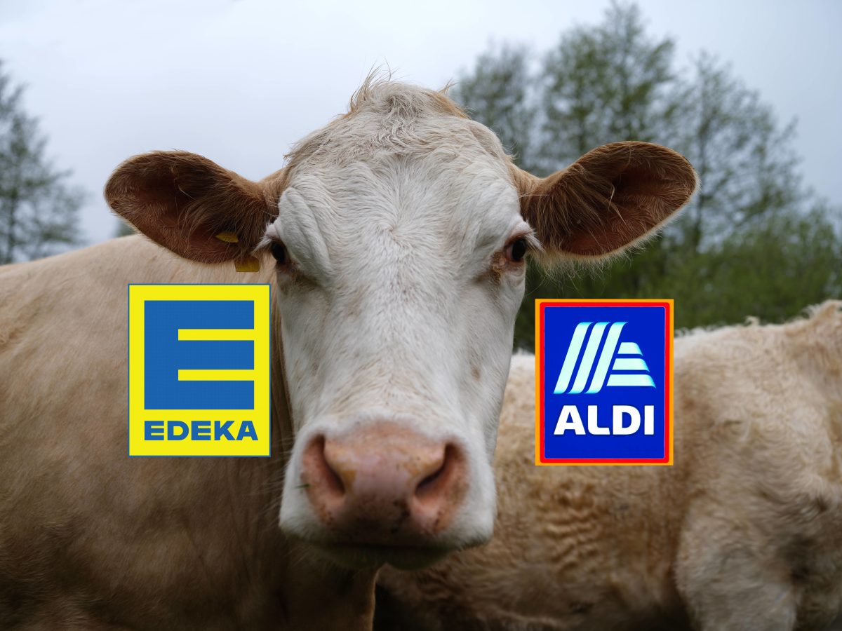 Edeka, Aldi und Co: Milchprodukte werden immer teurer – wird DAS jetzt zur günstigen Alternative?