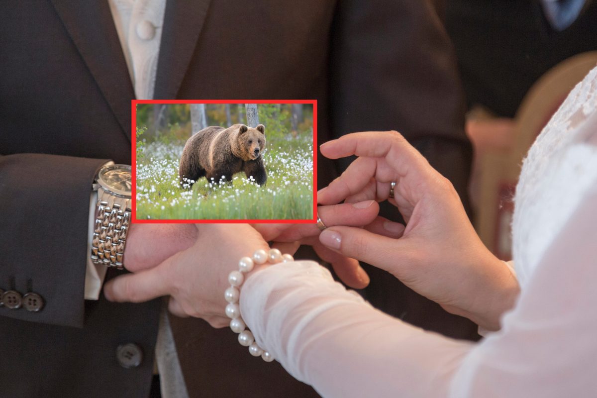 Hochzeit: Brautpaar gibt sich das Ja-Wort – plötzlich stürmt ein Bär den Saal