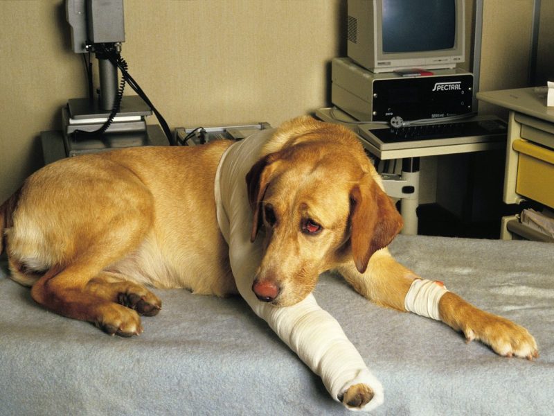 Tierheim Essen wegen Hunde-Schicksalen den Tränen nah – Tierfreunde haben nur noch diesen Wunsch