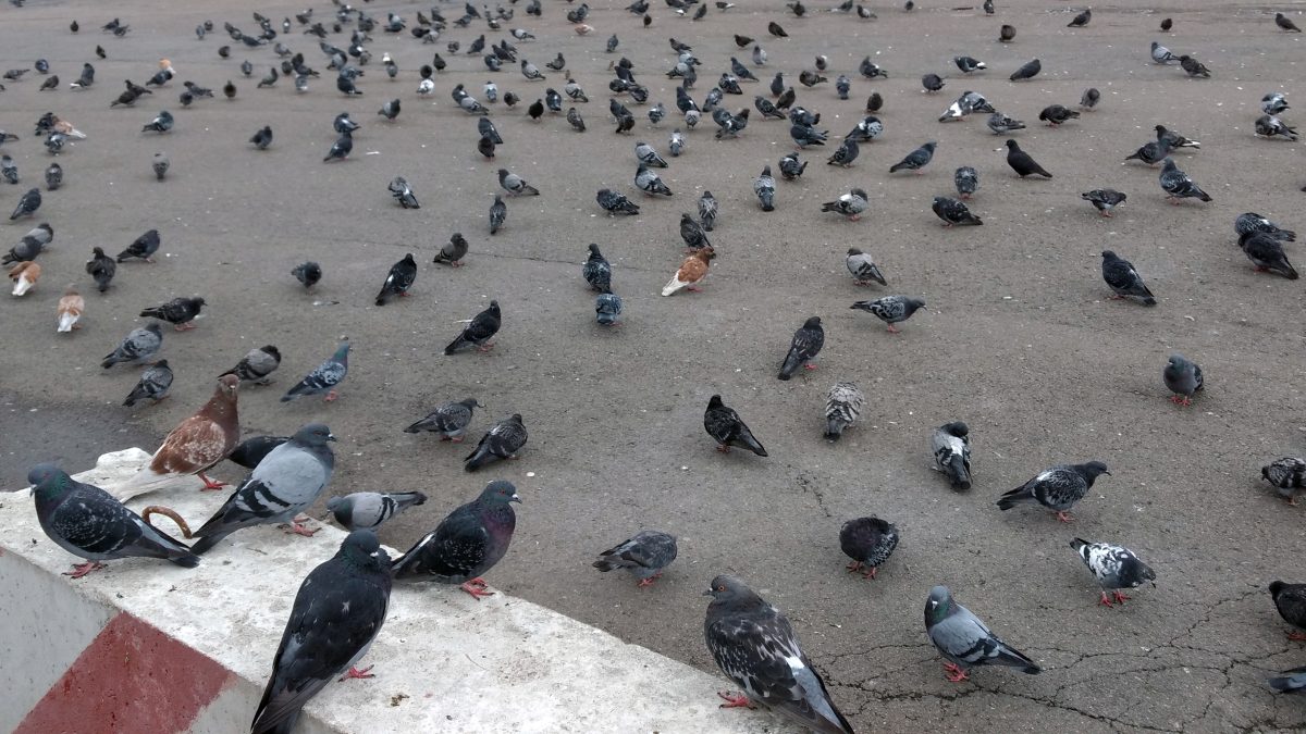 Duisburg: Die Stadt geht jetzt mit einem Pilotprojekt gegen die Tauben-Population vor.