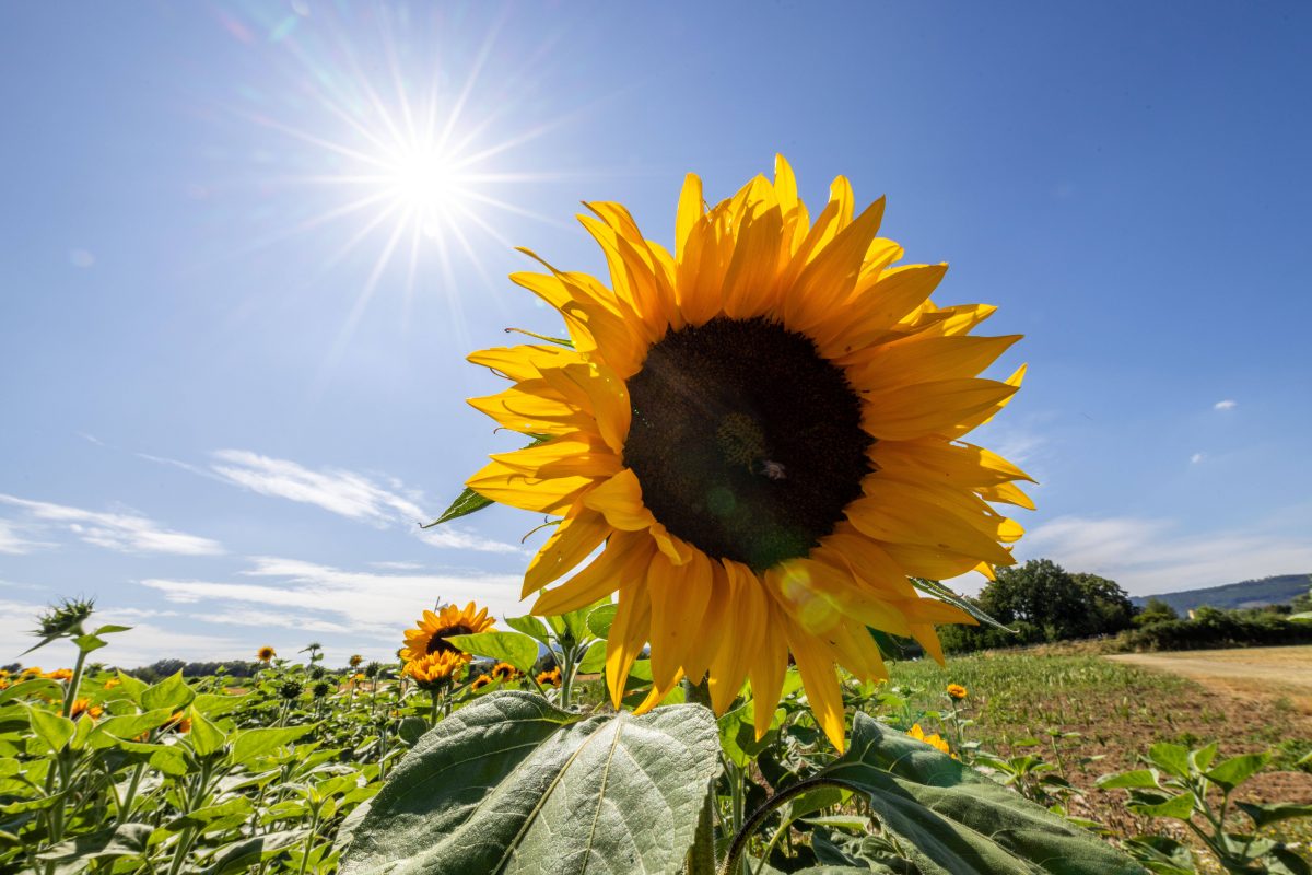 Wetter in NRW: Jetzt soll die Ã¼berraschende Sommer-Wende kommen. Am Montag aber noch ein schwerer Sturm.