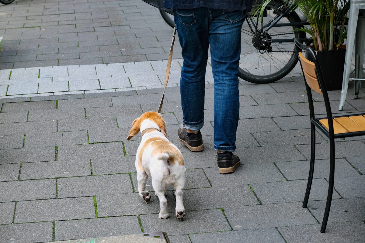 Bürgergeld: Muss Jobcenter einen Hund bezahlen? Gericht fällt Urteil!