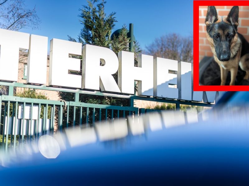 Hund vor Bochumer Tierheim ausgesetzt – DAMIT hat sein Besitzer nicht gerechnet: „Schande!“