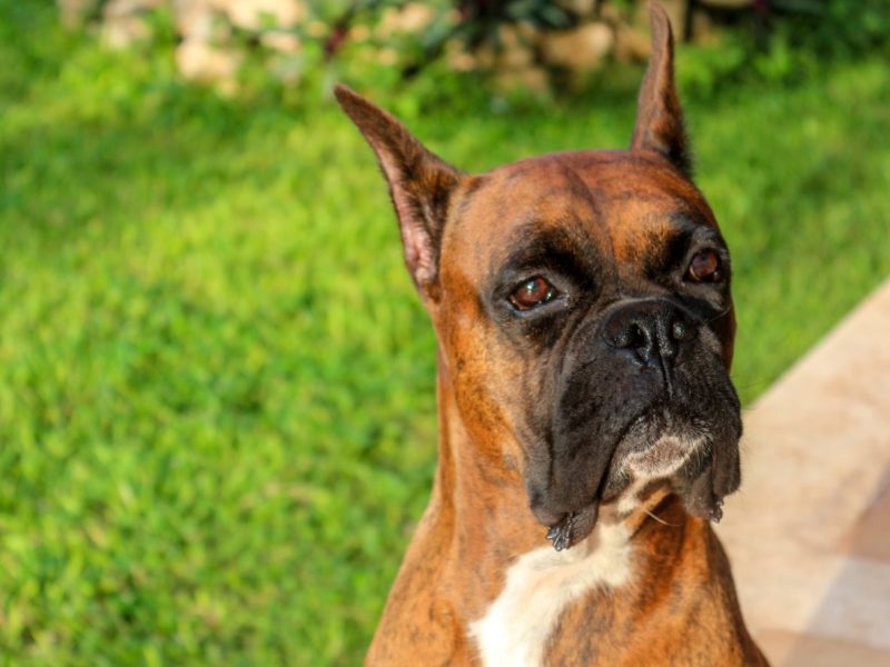 Tierheim in NRW zerfrisst trauriges Hunde-Schicksal – „Bilder treiben mir Tränen in die Augen“