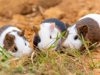 Tierheim in NRW: Meerschweinchen gefunden