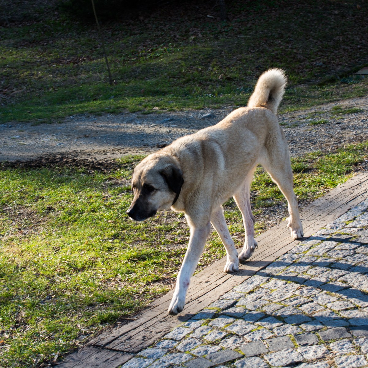 Hund in NRW: Sein tragisches Schicksal rührt Tierfreunde zu Tränen – „Hat nur seinen Job gemacht“