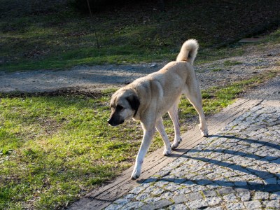 Hund in NRW sucht neues Zuhause