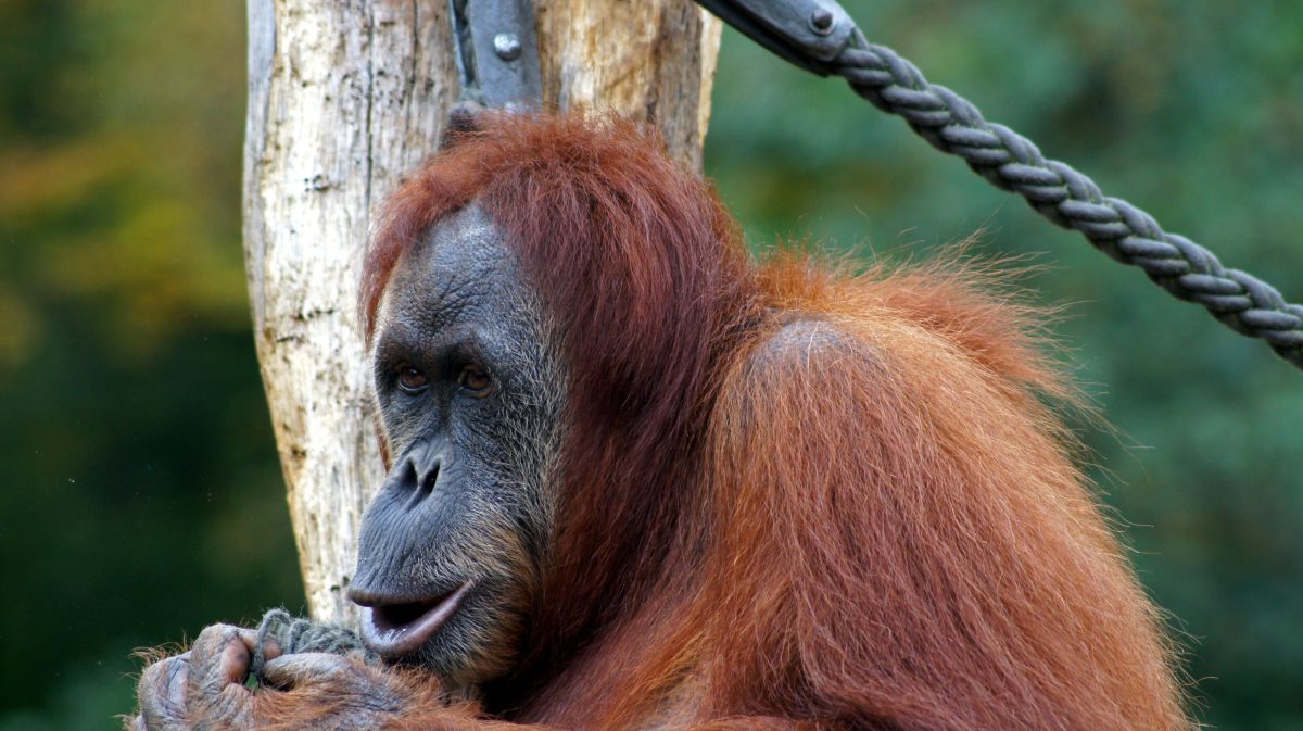 Zoo Dortmund Orang Utan
