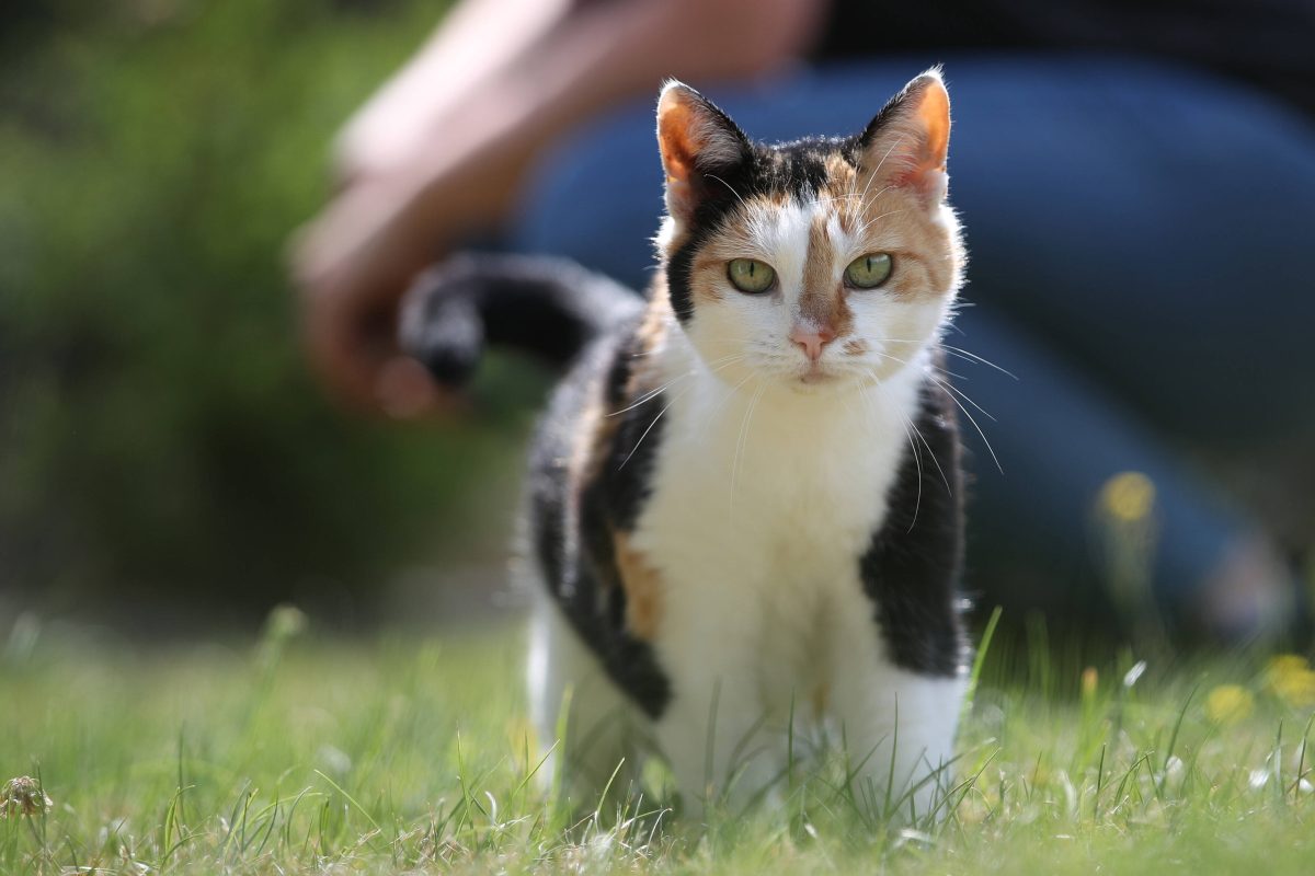Tierheim Bochum: Katze ausgesetzt