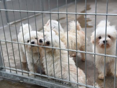25 Hunde wurde in NRW aus einer Zucht gerettet. (Symbolfoto)