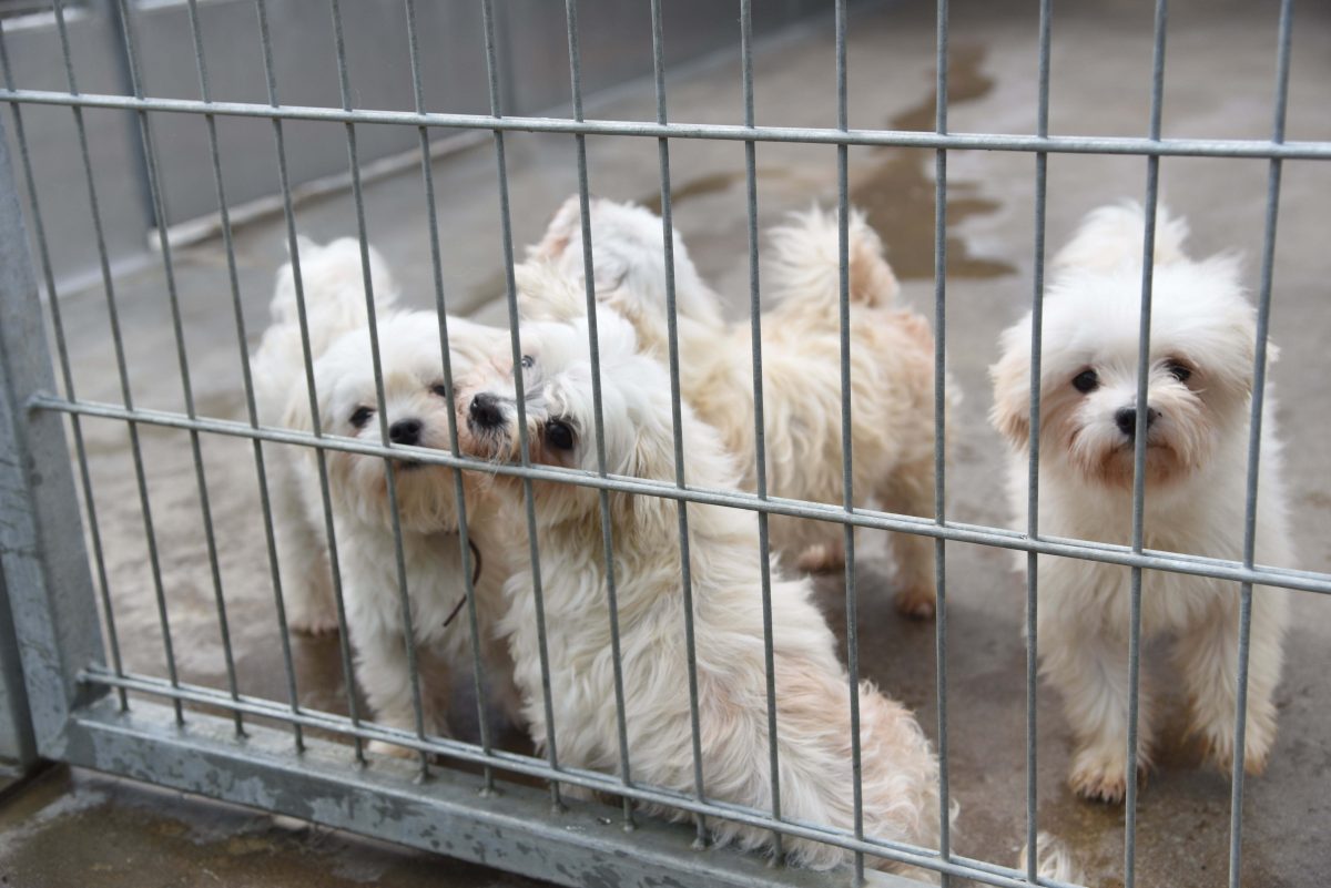 25 Hunde wurde in NRW aus einer Zucht gerettet. (Symbolfoto)