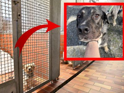 NRW-Tierheim: Hund verhungert fast