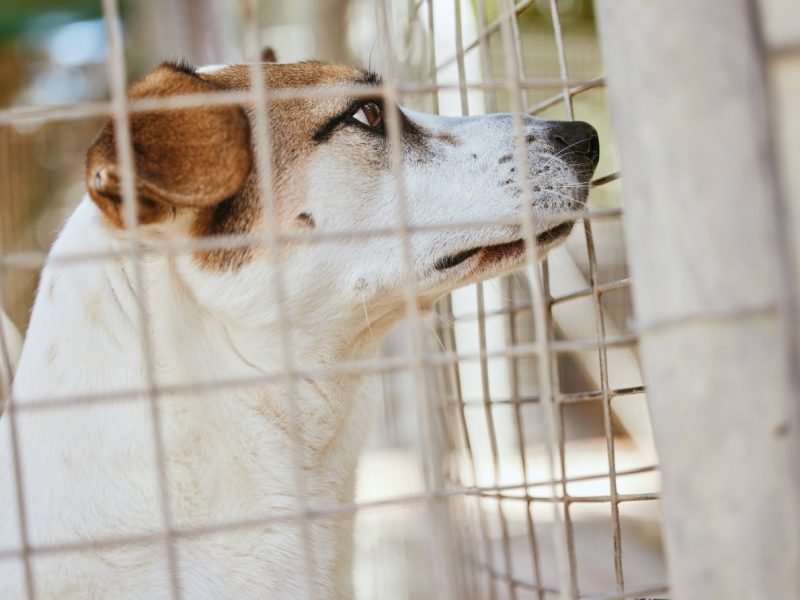 Hund in Dortmund muss plötzlich in Not-OP – ihm läuft die Zeit davon