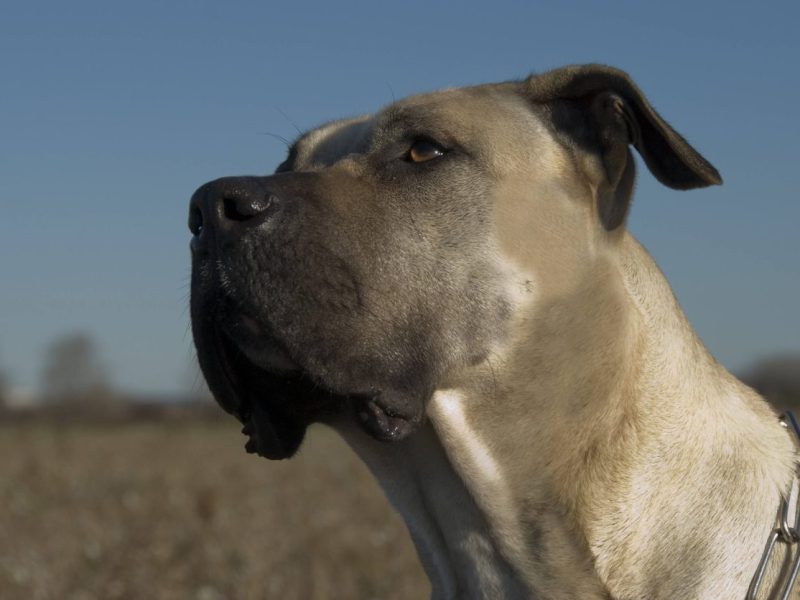 Hund in NRW „nicht mehr trag- und haltbar“ – Tierheim findet deutliche Worte