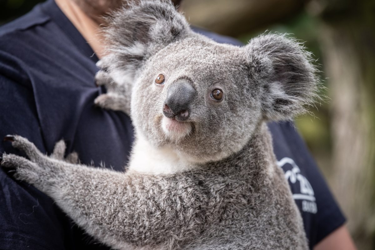 Zoo Duisburg: freier Eintritt