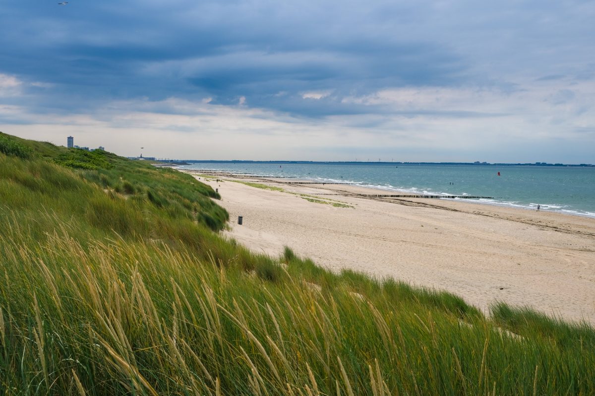 Urlaub an der Nordsee: Vogelgrippe im Anmarsch