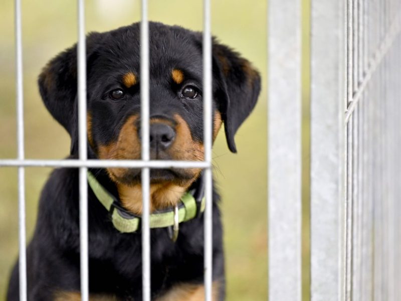 Hund: Tierheim lehnt Interessenten ab – aus DIESEN Gründen