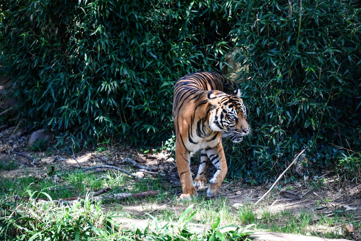 Zoo in NRW: neue Tigerdame