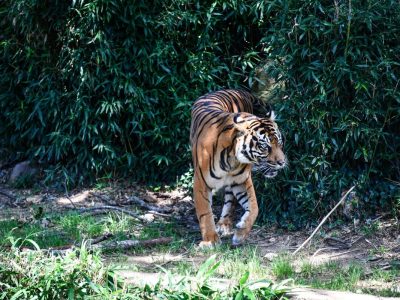 Zoo in NRW: neue Tigerdame