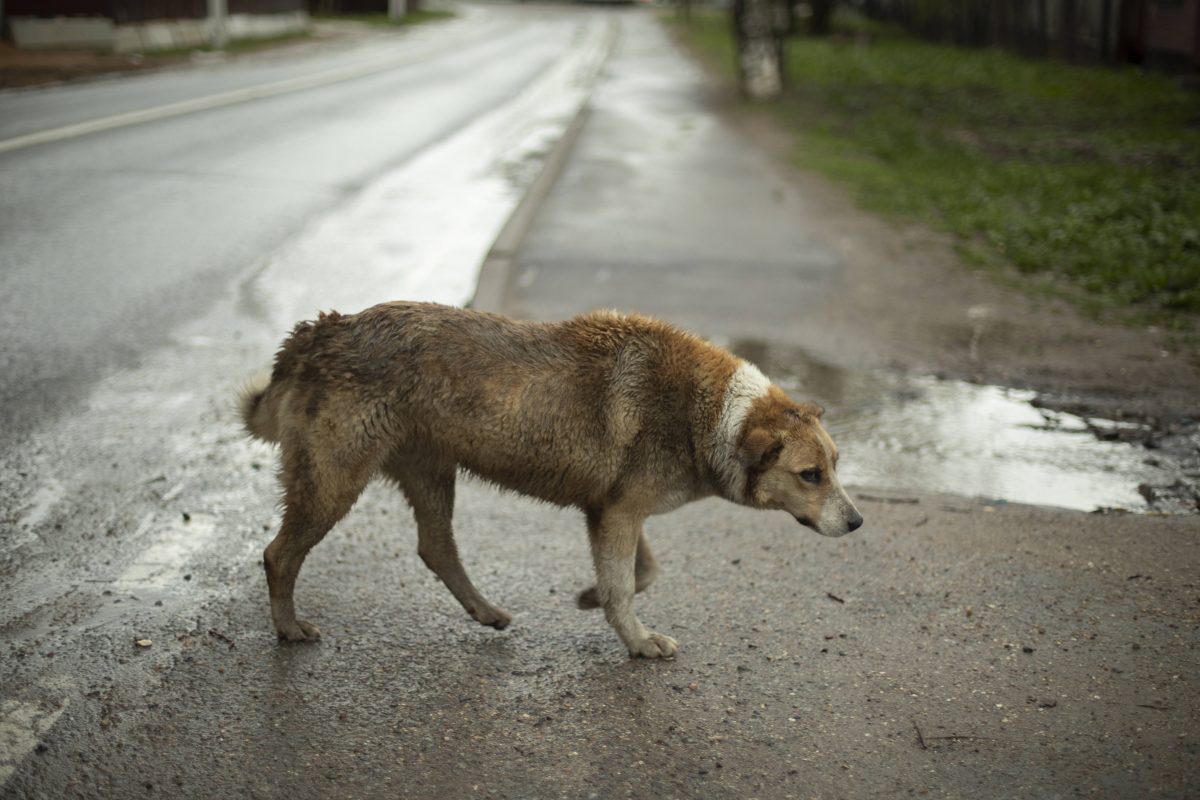 Tierheim in NRW: Hund wird gefunden