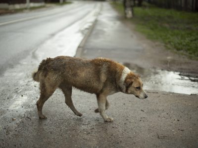 Tierheim in NRW: Hund wird gefunden