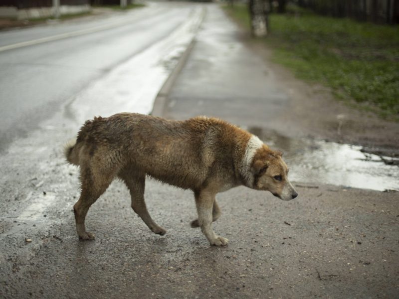 Tierheim in NRW nimmt verwahrlosten Hund auf – und kassiert üble Vorwürfe