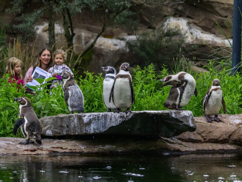 Zoo in NRW verspricht freien Eintritt in den Herbstferien – doch es gibt einen Haken