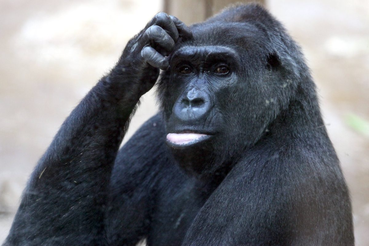 Bester Zoo in NRW gekürt – es ist nicht der Zoom Gelsenkirchen