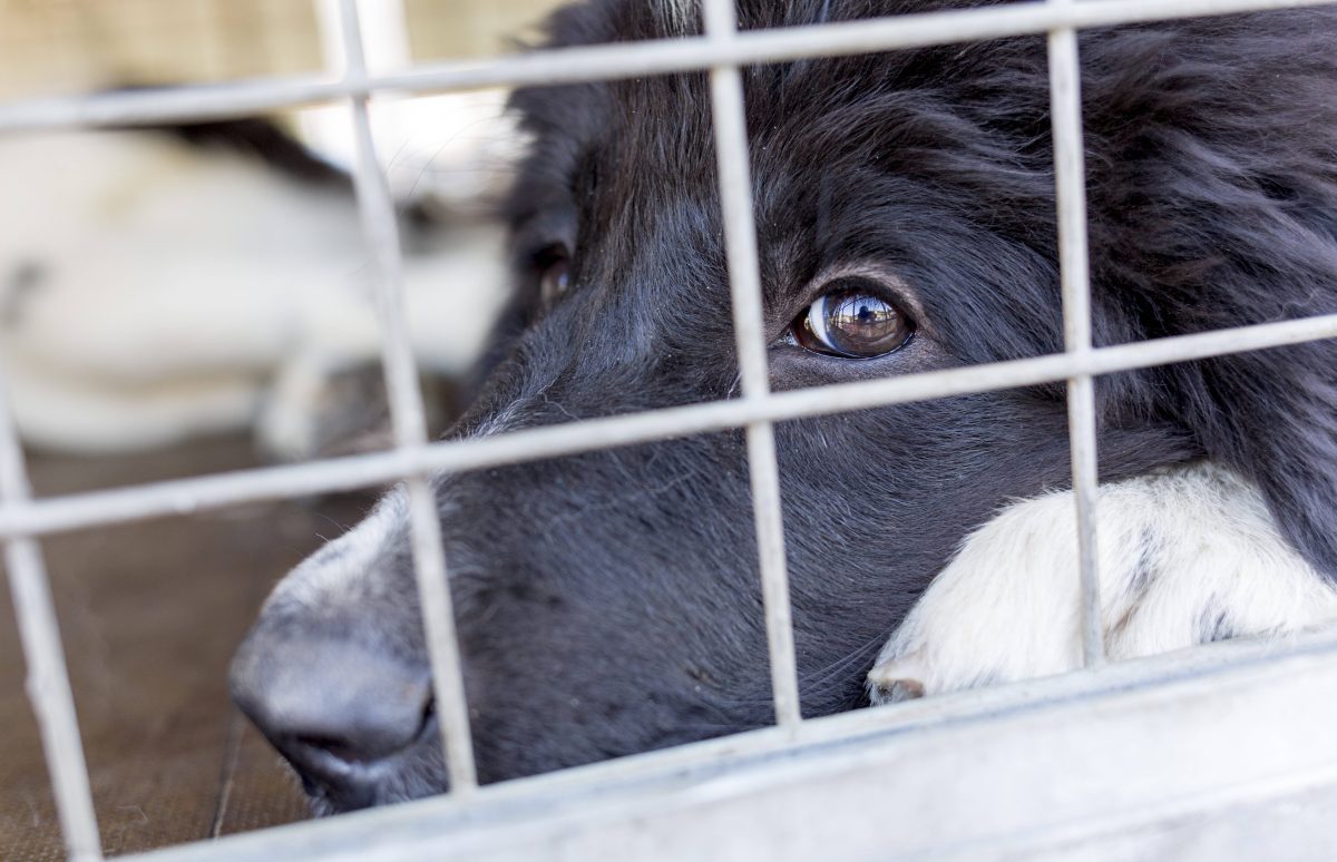 Hund in Bochum wird einfach „weiterverschenkt“ – Tierheim ist fassungslos
