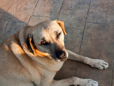 Hund Ruhrgebiet