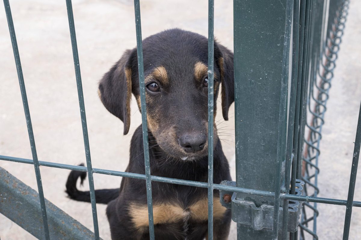 Ein Hund in einem Tierheim in NRW fand ein neues Zuhause. (Symbolfoto)