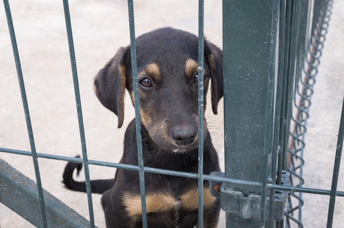 Ein Hund in einem Tierheim in NRW fand ein neues Zuhause. (Symbolfoto)