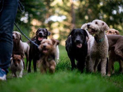 Hunde in Essen