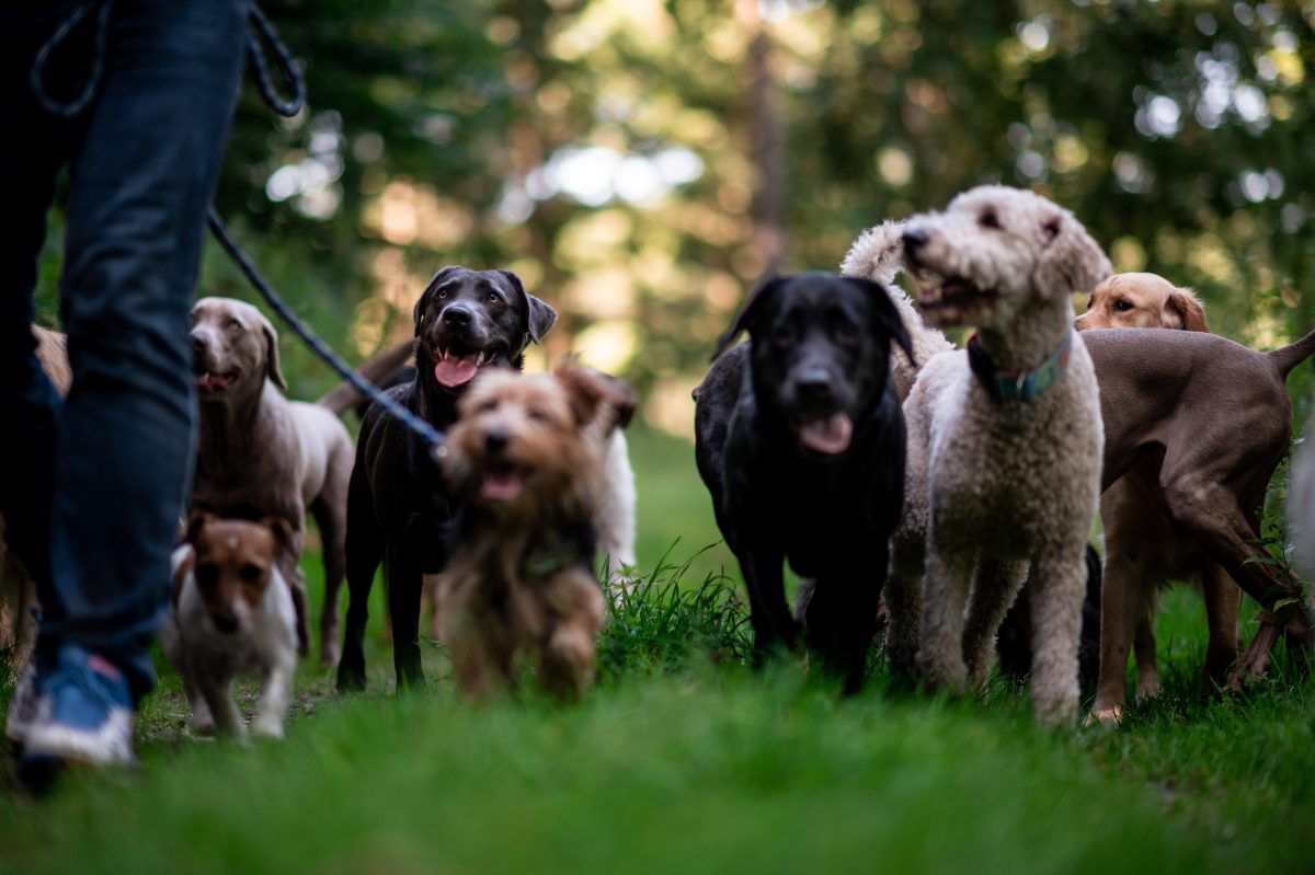 Hunde in Essen