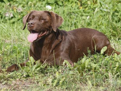Hunde in Dortmund