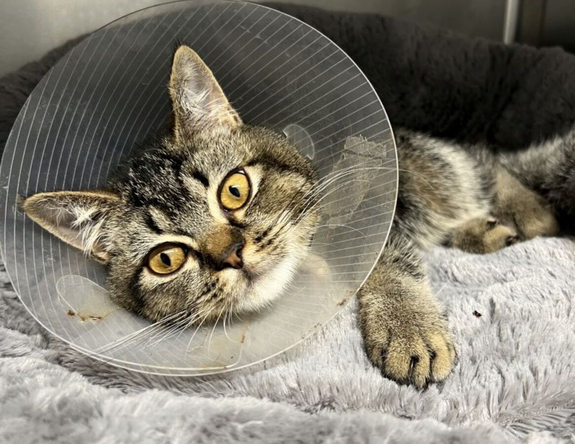 NRW: Kater kommt ins Tierheim und schockiert die Mitarbeitenden